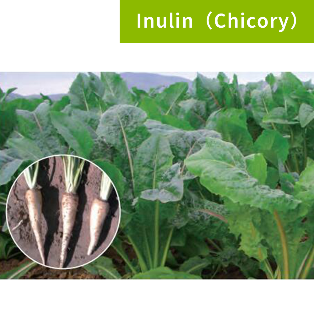 Inulin（Chicory）